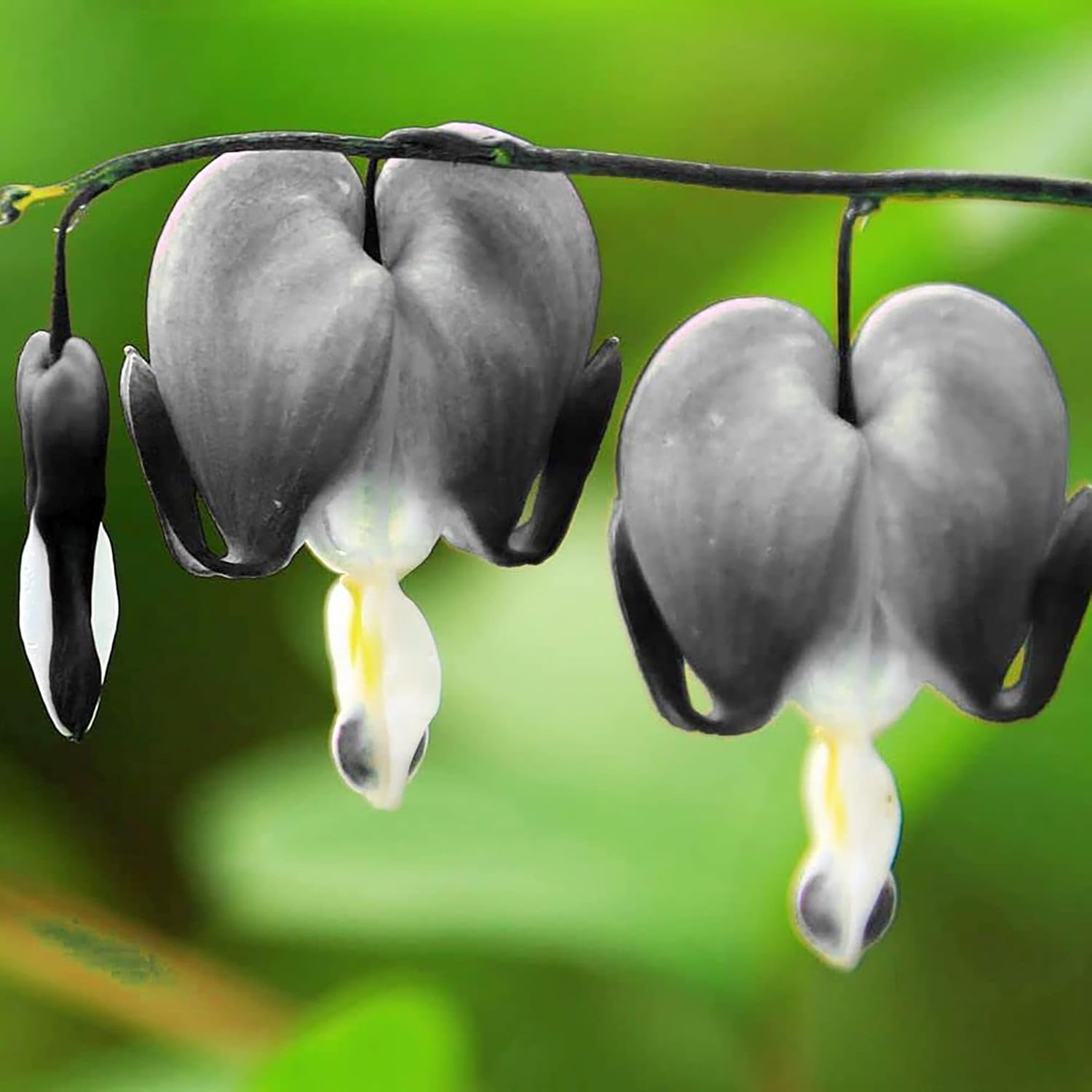 Deer and rabbit resistant Bleeding Heart seeds