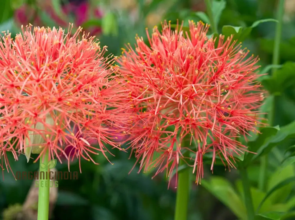 Blood lily red flower seeds