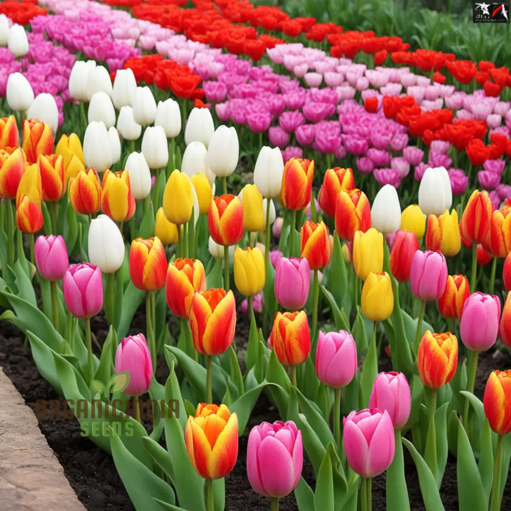 Premium Tulip Flower Seeds: Buy Organic Seeds Online for Stunning Blooms 1000 Pcs, image size:1000x1000