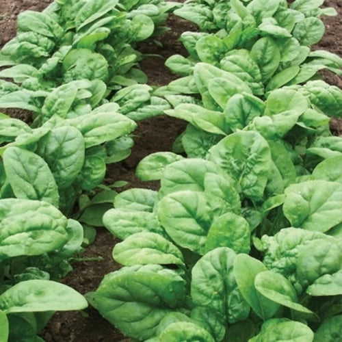 Fresh Bloomsdale Spinach Leaves, Heirloom and Nutritious Greens