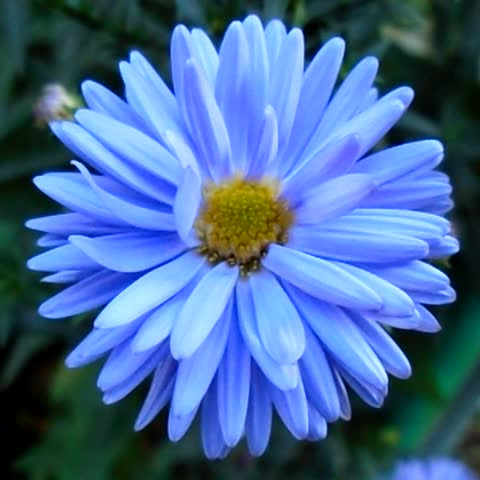 Mature Blue Aster Plant with Stunning Sky-Blue Blooms from Seeds