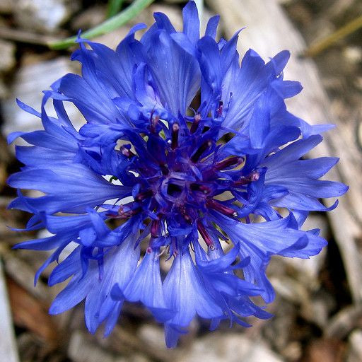 Blue Aster Seedling Growing from Seeds, Easy-to-Grow Garden Flower