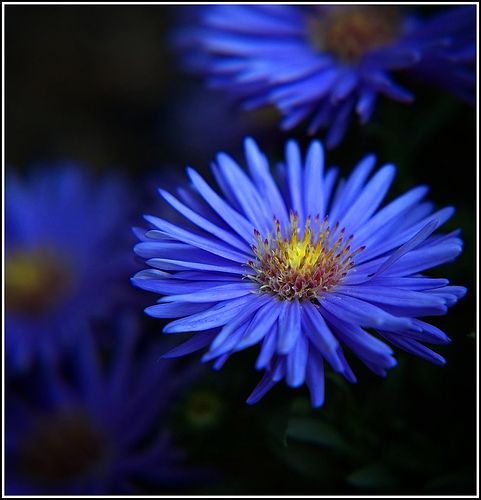Blue Aster Seeds for Garden Planting, Non-GMO Flower Seeds