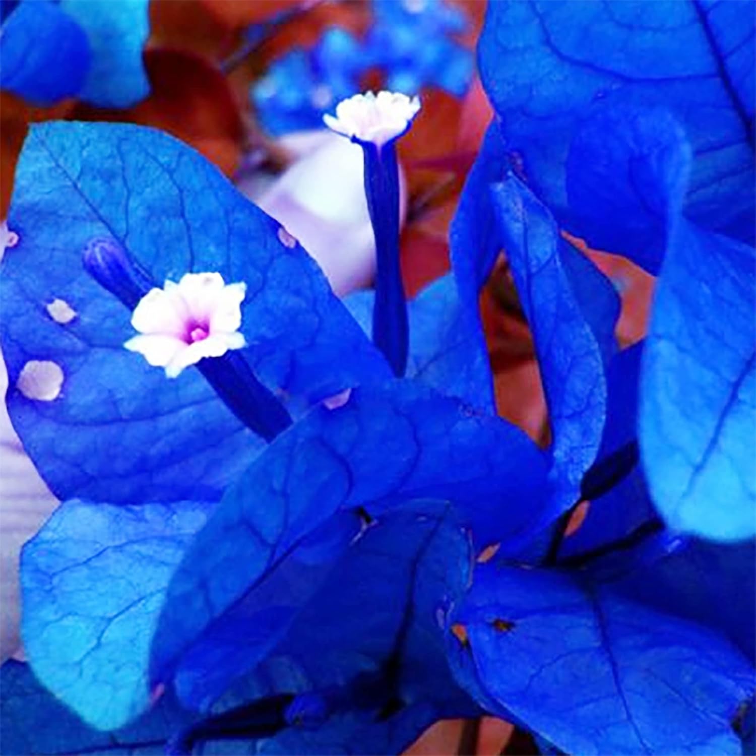 Blue Bougainvillea vine seeds for garden landscaping