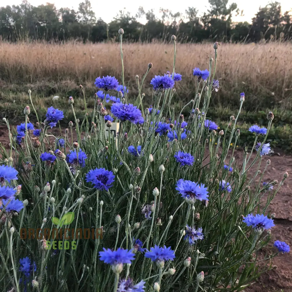 Blue Boy Bachelorâ€™s Buttons Seeds - Perfect For Vibrant Garden Flowers Easy Planting & Gardening