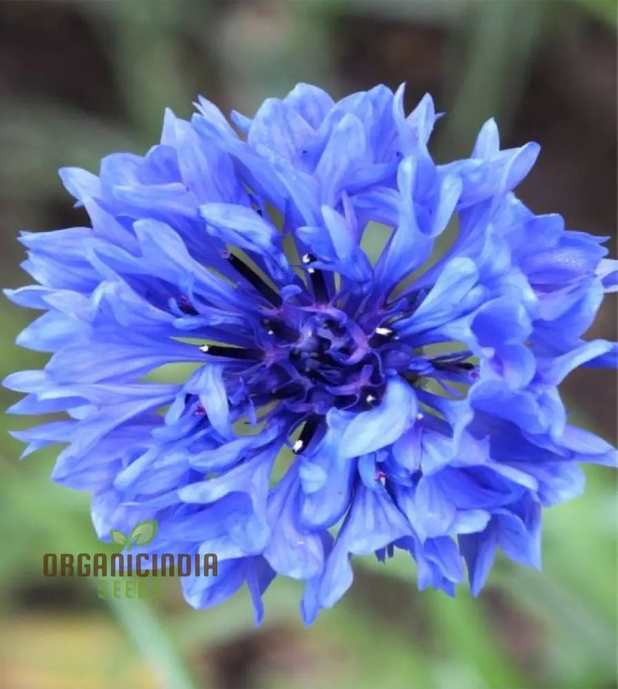 Blue Boy Bachelorâ€™s Buttons Seeds - Perfect For Vibrant Garden Flowers Easy Planting & Gardening