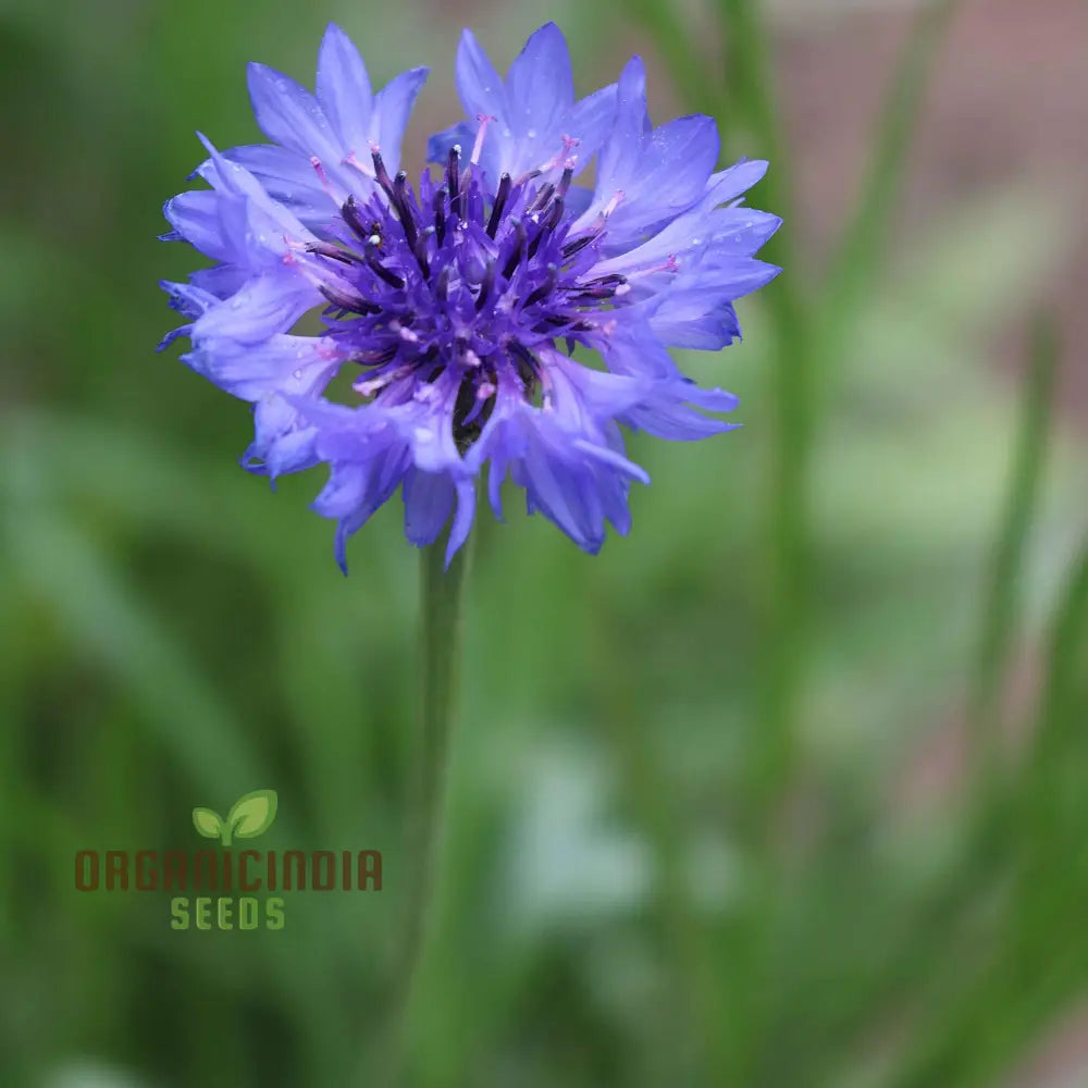 Blue Boy Bachelorâ€™s Buttons Seeds - Perfect For Vibrant Garden Flowers Easy Planting & Gardening