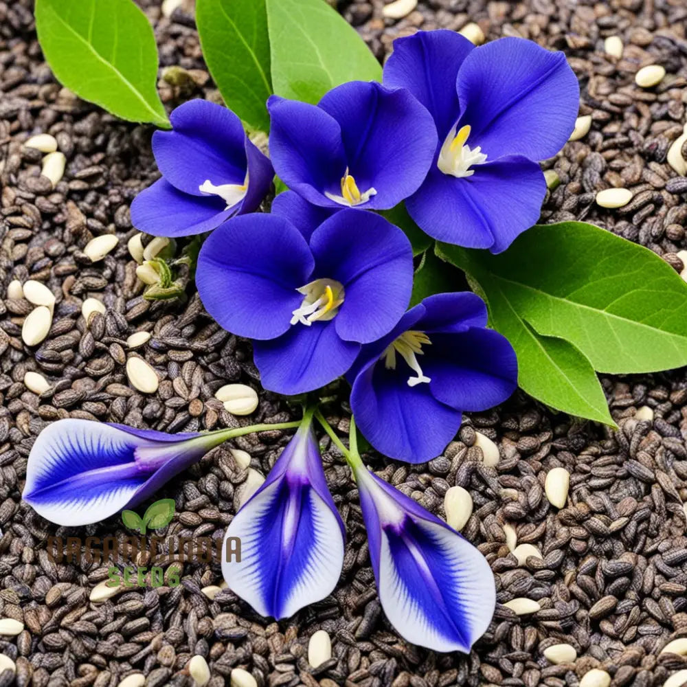 Clitoria Seeds Producing Stunning Blue Butterfly Pea Flowers in Garden