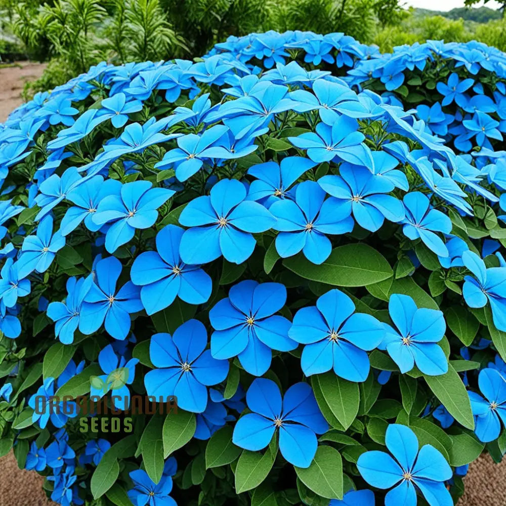 Blue Cape Plumbago seeds for planting
