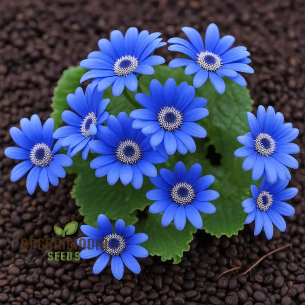 Blue Cineraria Growing in Patio Pot