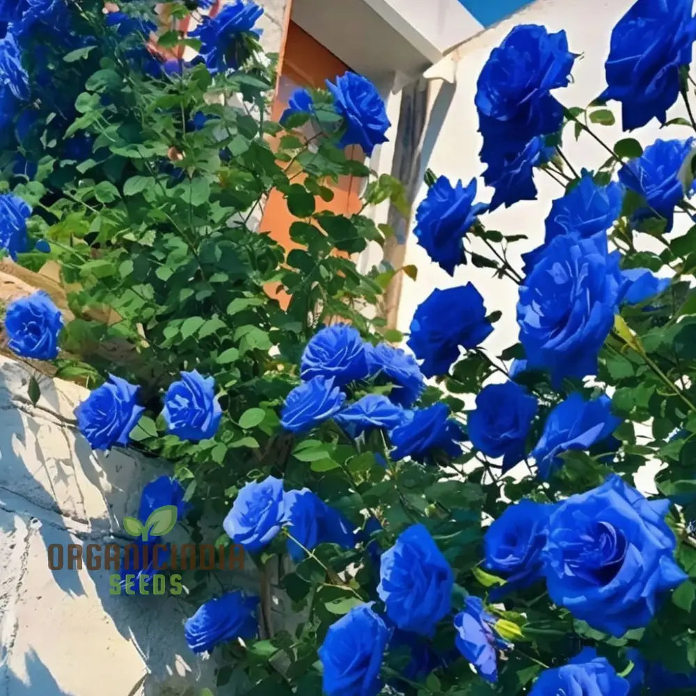 Blue Climbing Rose Seeds â€“ Elevate Your Gardening Experience With Stunning Cascading Blooms