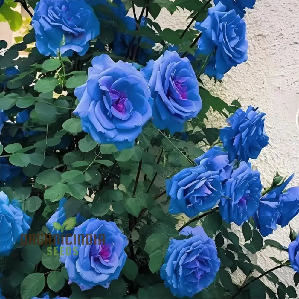 Blue Climbing Rose Seeds â€“ Elevate Your Gardening Experience With Stunning Cascading Blooms