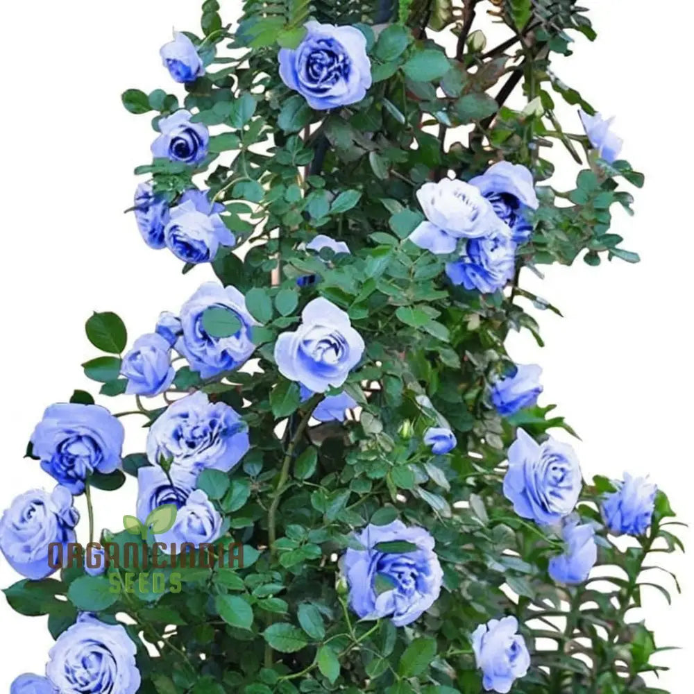 Blue climbing rose vine in full bloom