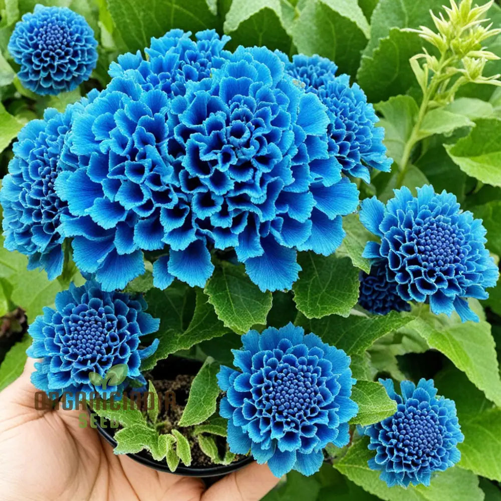 Blue cockscomb bloom seeds for outdoor planting