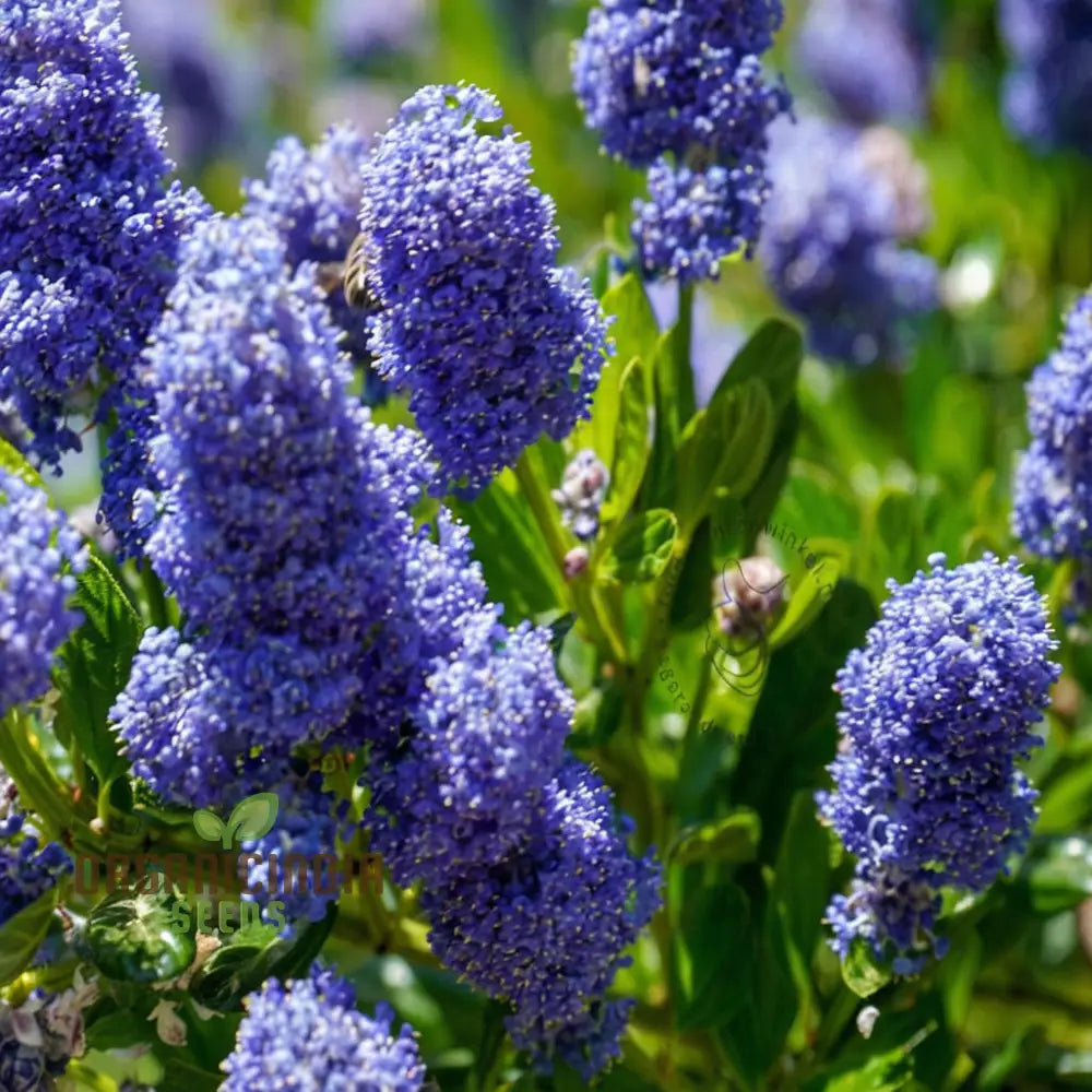 Blue Deer Brush Ceanothus Seeds for Native Garden Planting