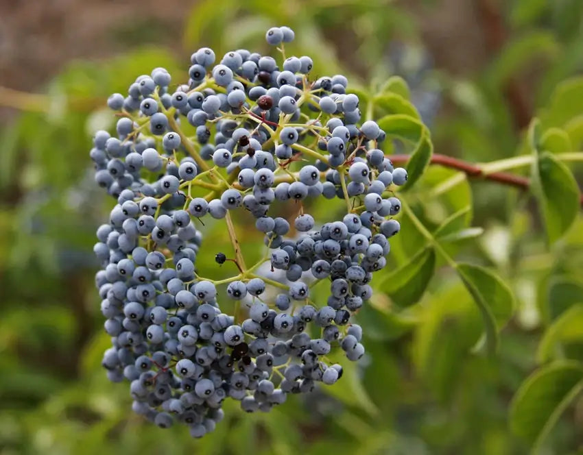 White Elderberry Blossoms Before Blue Fruit Formation