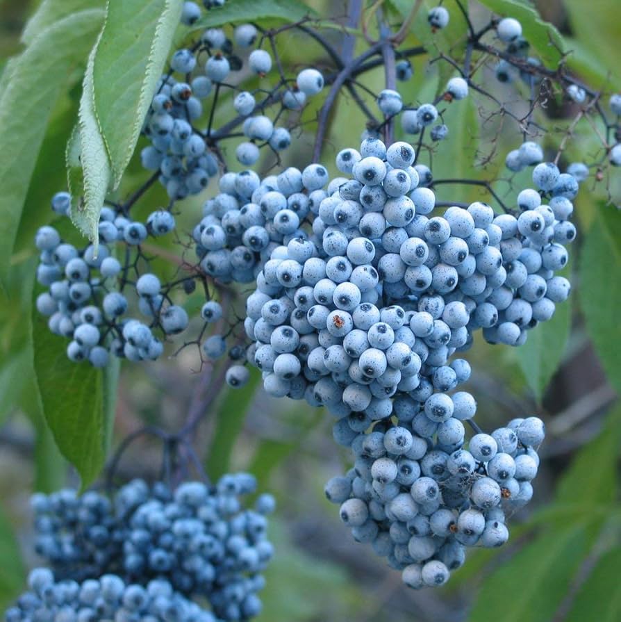 Blue Elderberry Fruit Seeds – Non-GMO Heirloom Variety for Planting