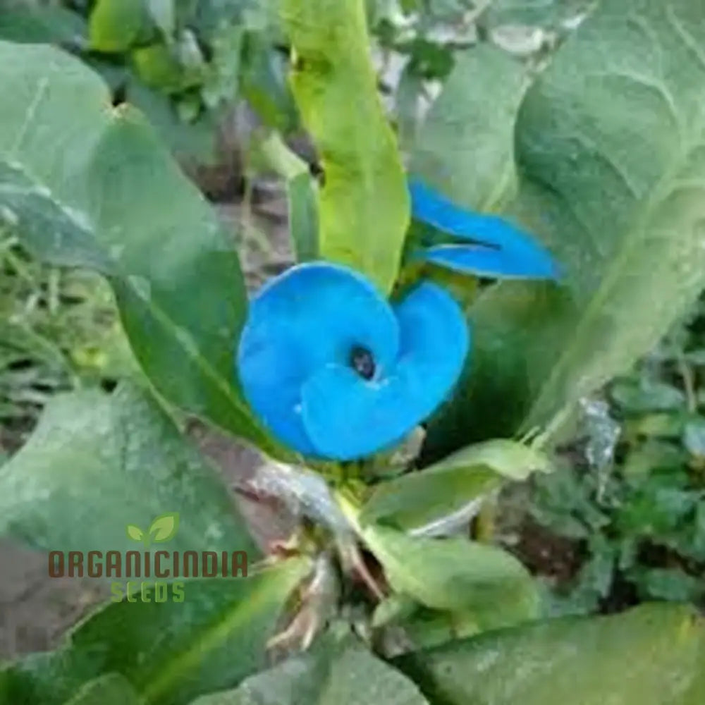 Blue Euphorbia Millie Flower Seeds for Vibrant Garden Planting