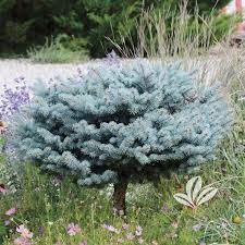 Dwarf Blue Foliage Shrub Used in Rock Garden Landscape
