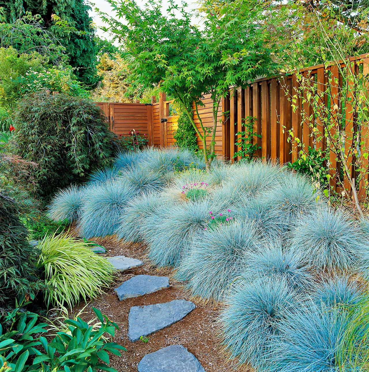 Silvery Blue Groundcover Used in Rock Garden Setting