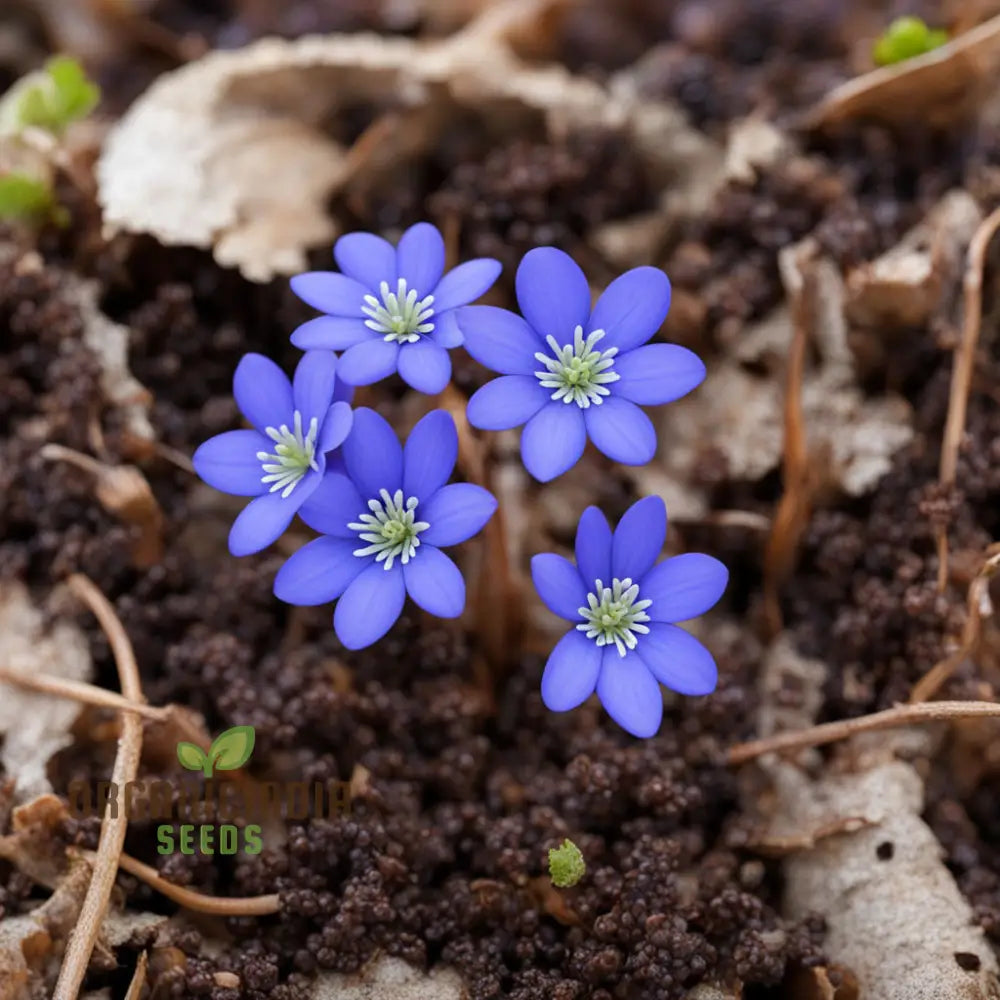 Blue Hepatica seeds for planting