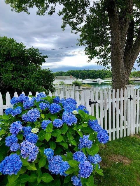 Blue Hydrangea Bloom Seeds for Decorative Garden Planting