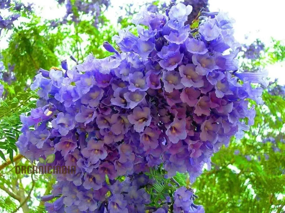 Blue Jacaranda Tree Seeds Jacaranda Mimosifolia Ornamental Tree