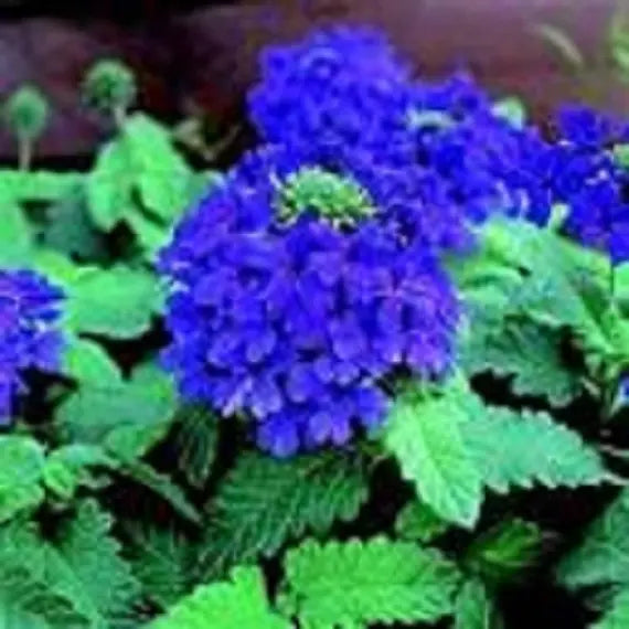 Blue Lagoon Verbena Perennial Seeds for Vibrant Flower Gardens