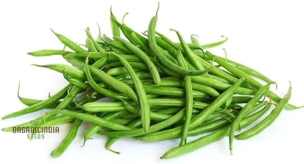 Mature Blue Lake Plant from Seeds, Heirloom Garden Variety