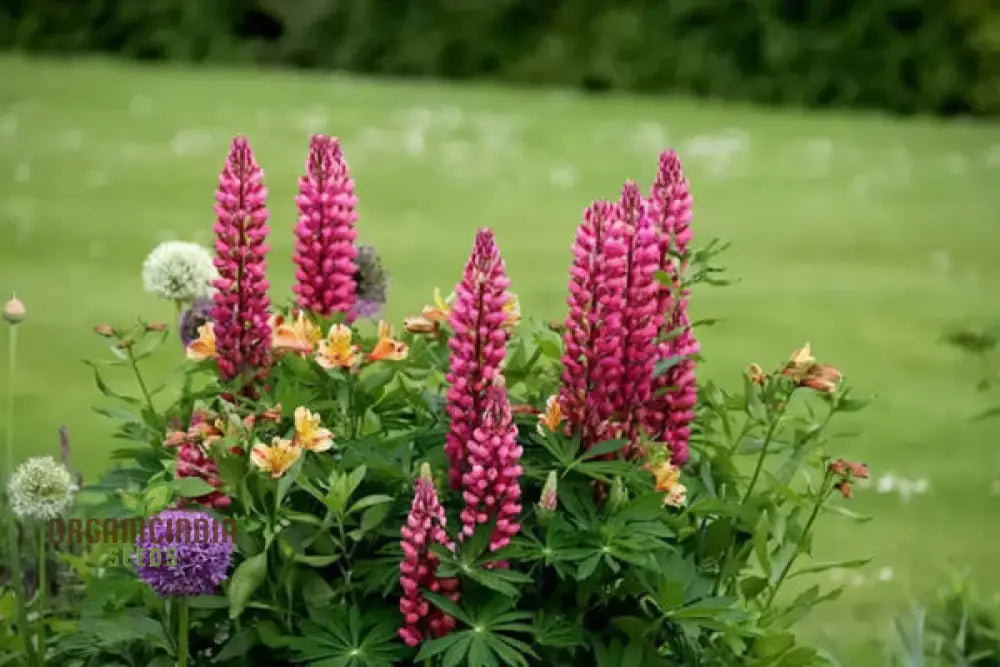 Blue Nootka Lupine blooms in garden