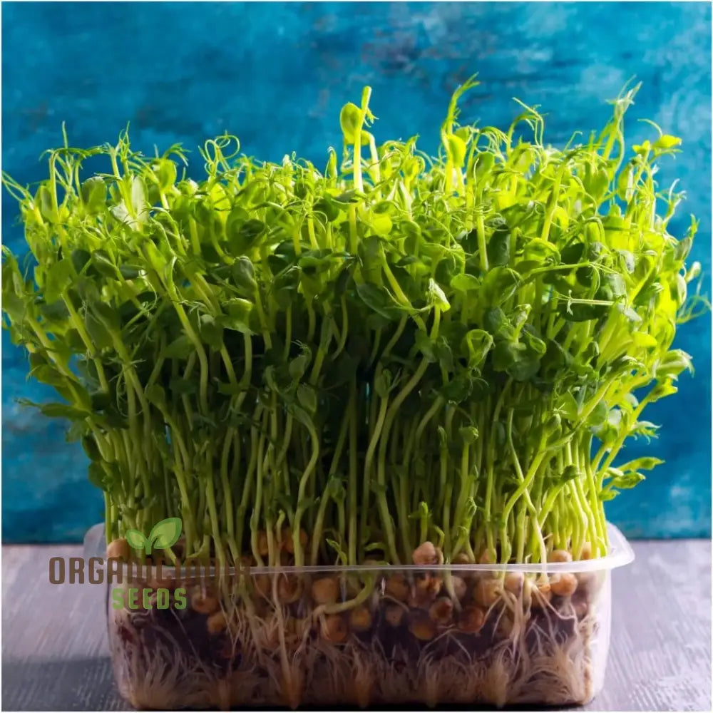 Blue Peas Seeds For Sprouting â€“ Premium Quality Easy Planting And Growing