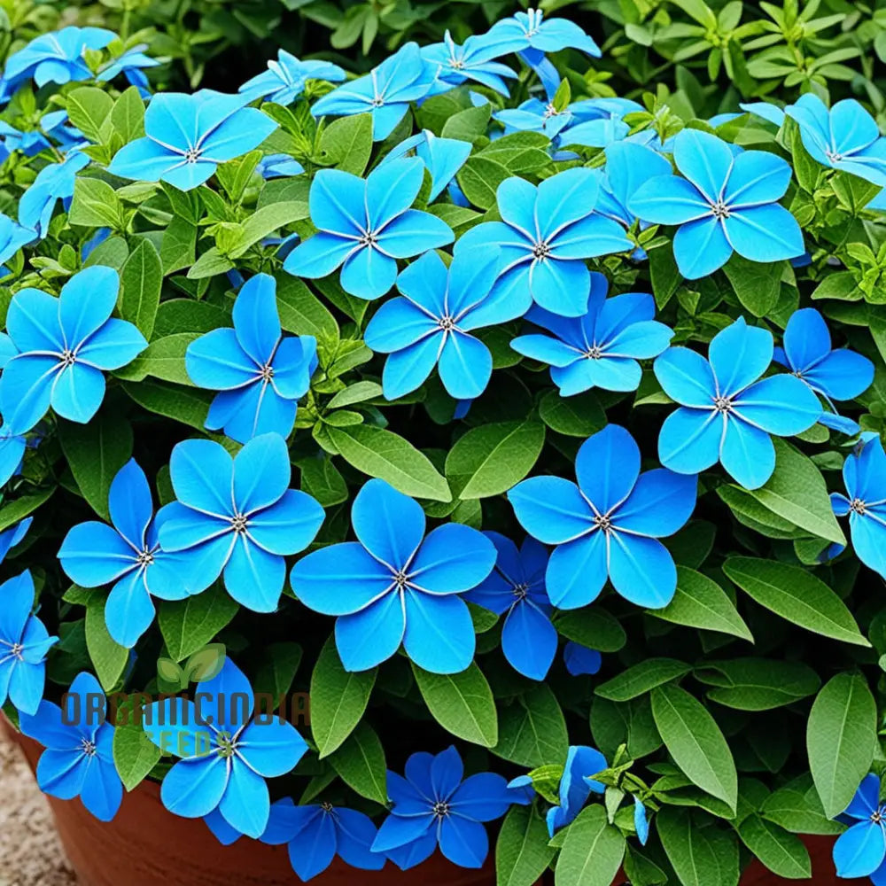 Blue plumbago flower clusters blooming