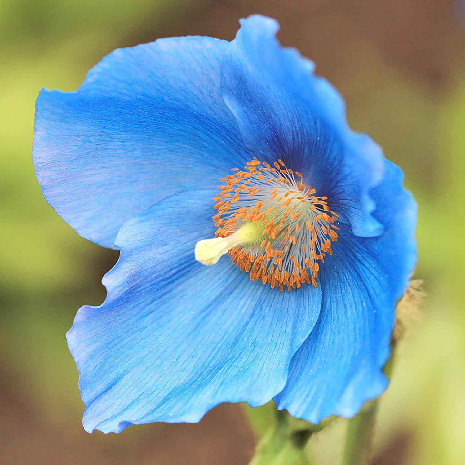 Blue poppy seedlings sprouting from Non-GMO seeds