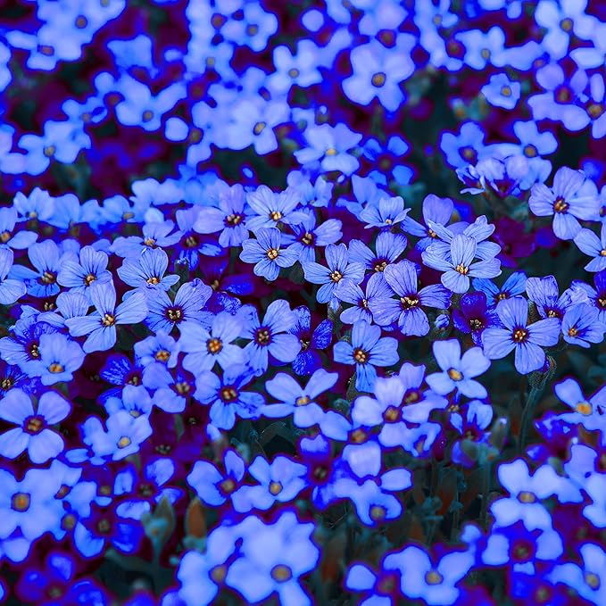 Blue Rock Cress Seeds for Perennial Ground Cover Gardening