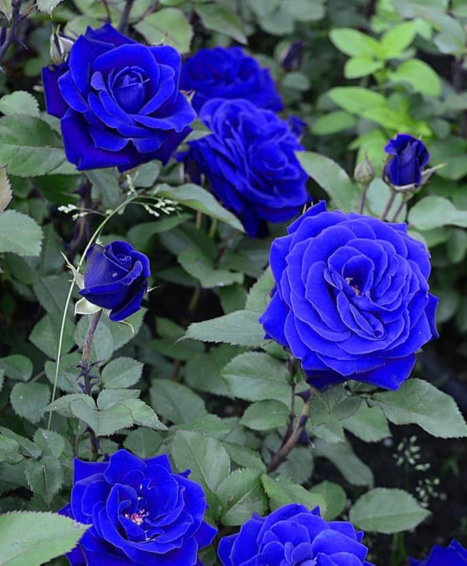 Non GMO blue rose seeds for planting