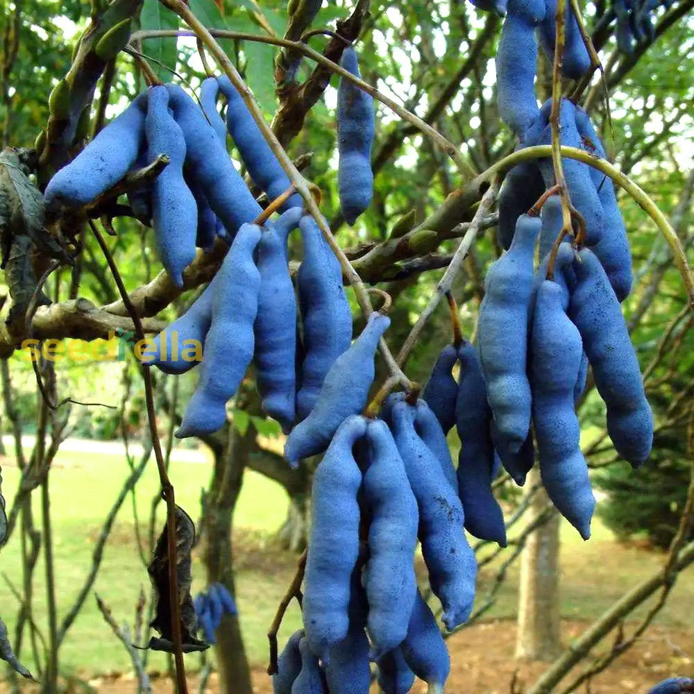 Closeup of Blue Sausage Fruit