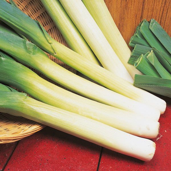 Blue Solaise Leek Seedlings Growing in Garden