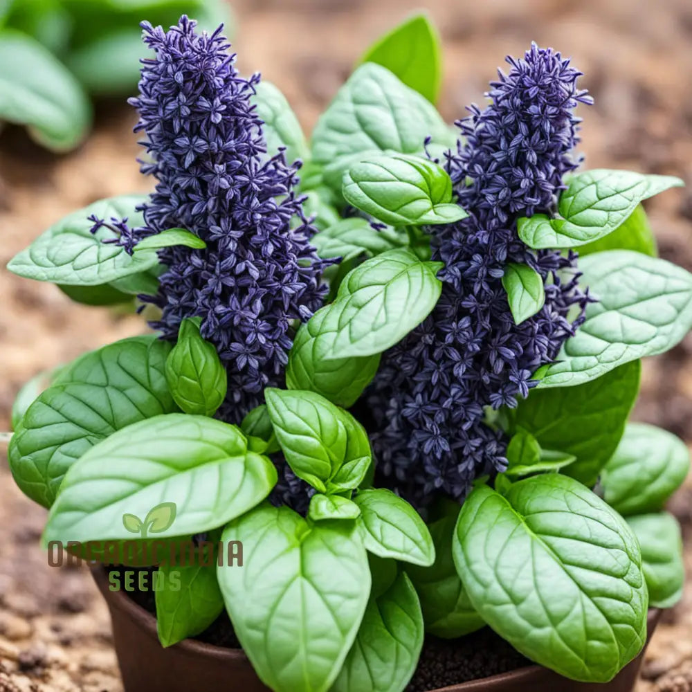 Blue Spice Basil Seeds for Planting Fragrant Perennial Herb