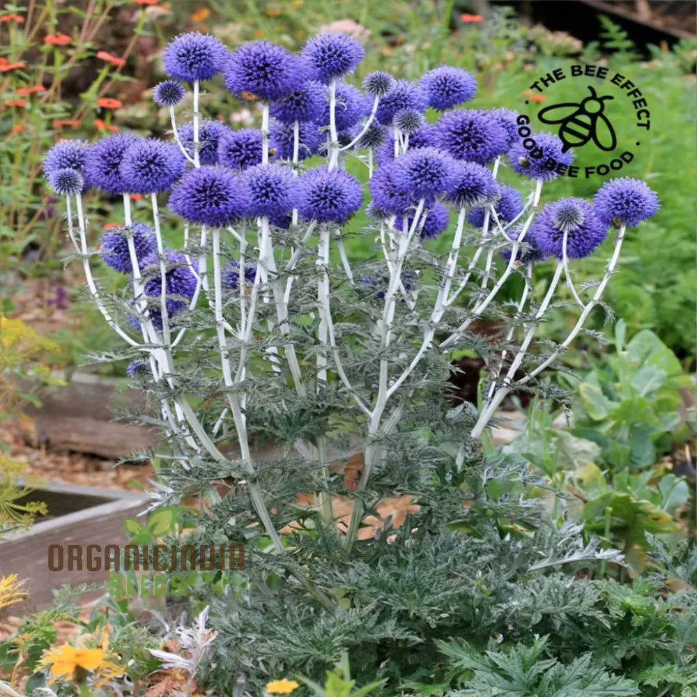 Globe Thistle Plant Growing Outdoors