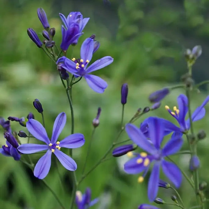Blue Wandflower plants blooming in outdoor garden