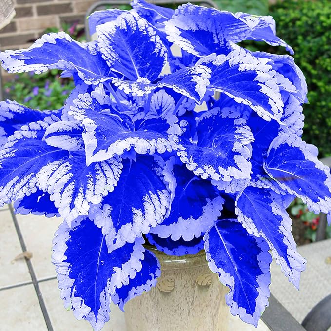 Blue White Coleus Plant with Decorative Variegated Leaves