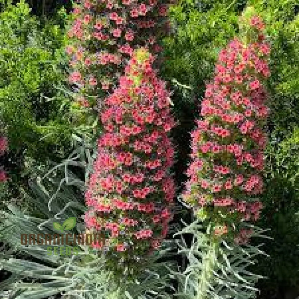 Blue wildflower Echium seeds for natural gardens