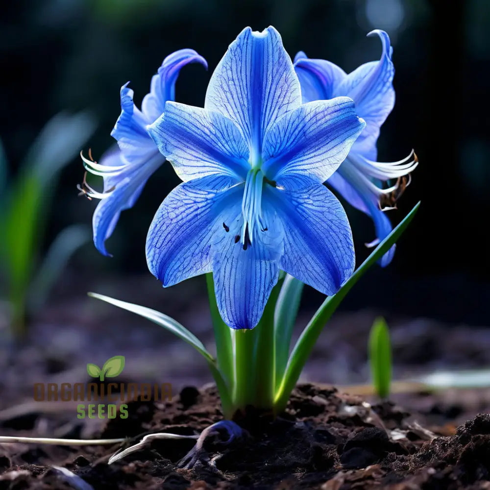 Blue Belladonna Lily Plants Growing Outdoors