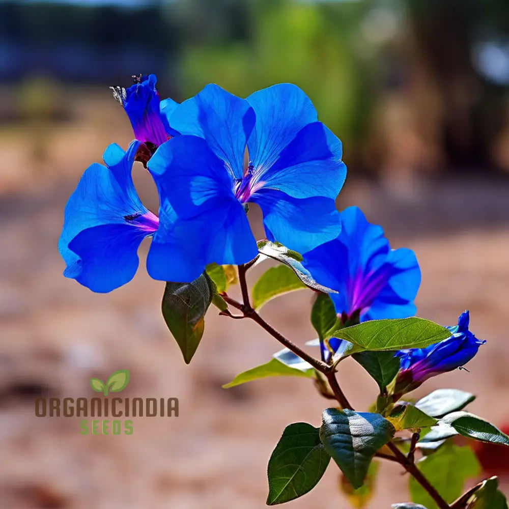 Blue Bougainvillea Seeds for Vibrant Garden Blooms
