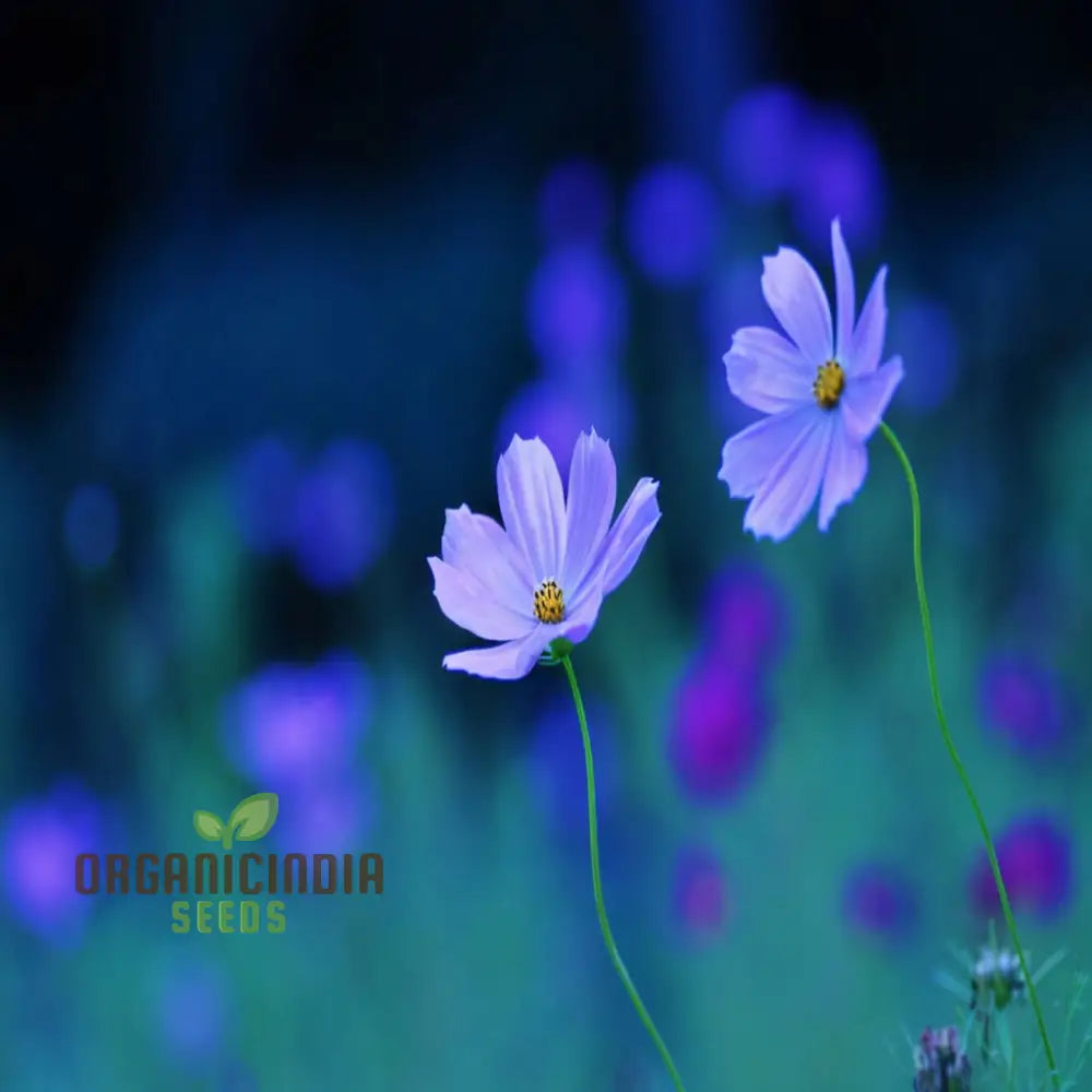 Vibrant Blue Cosmos Flowers Blooming in Garden