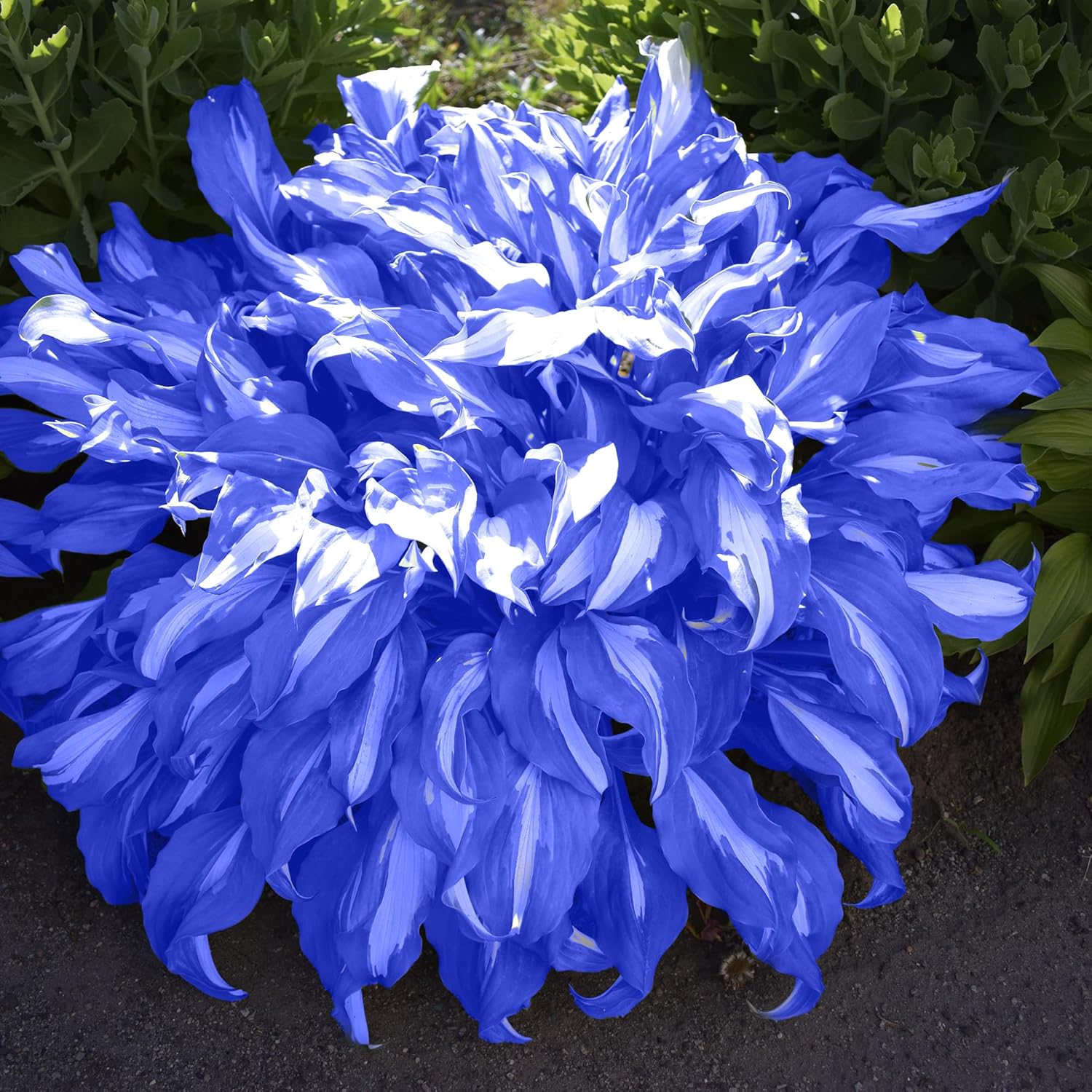 Blue Hosta Plants Used in Garden Borders