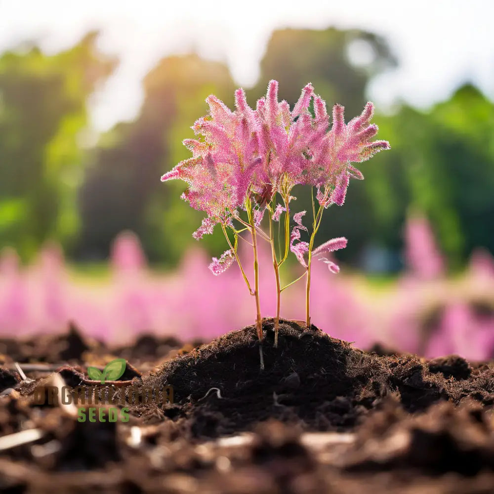 Blue Spice Basil Seeds for Container Gardening – Fragrant Culinary Herb