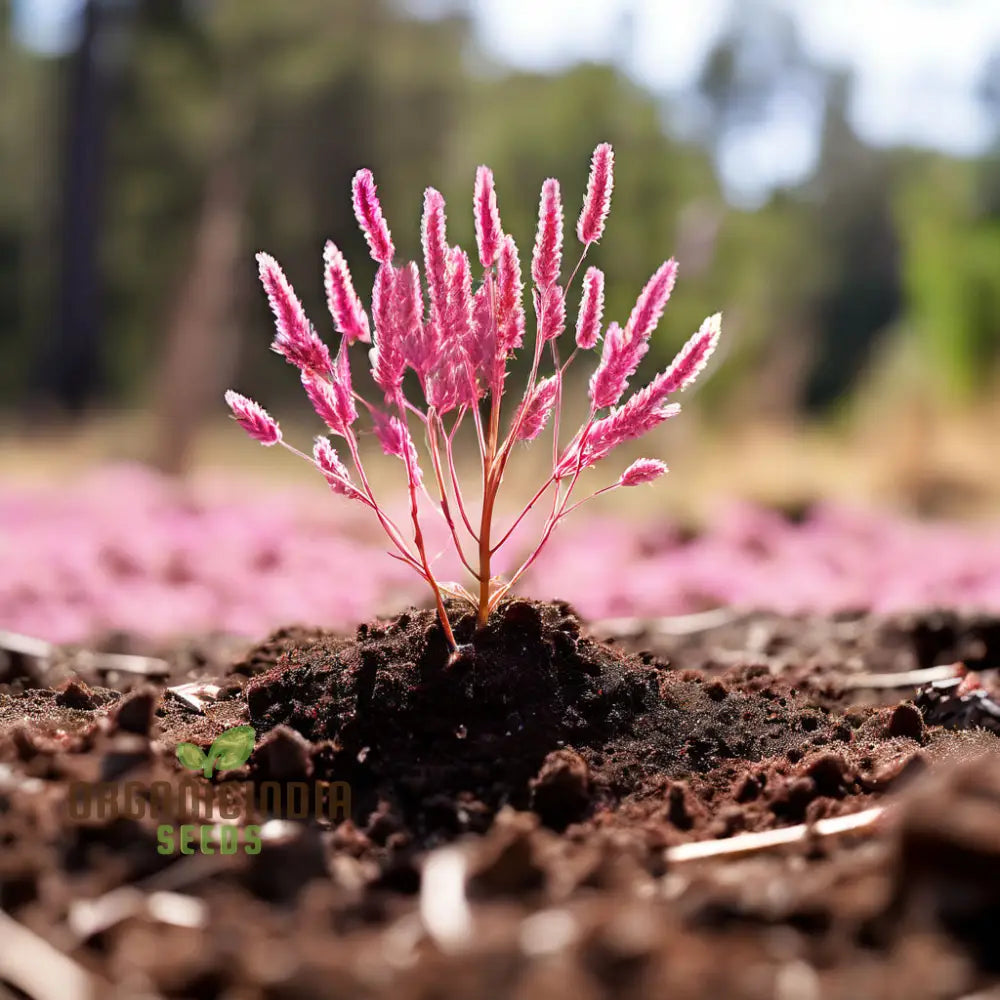 Blue Spice Basil Seeds Sprouting – Premium Perennial Herb Variety
