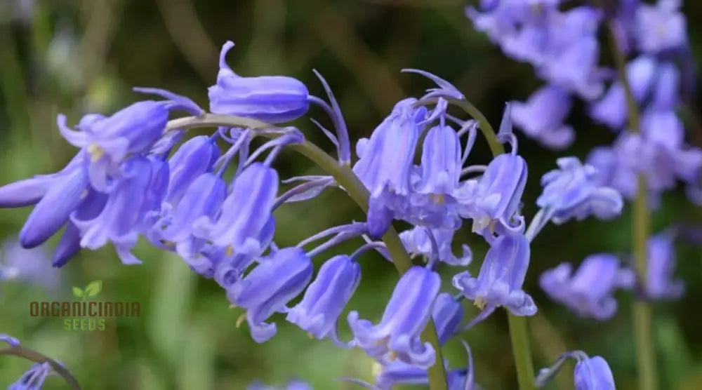 Bluebells Blooms Seeds For Planting A Gardenerâ€™s Haven For Exquisite Garden Delights And