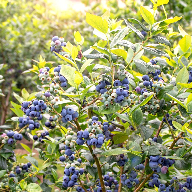 Blueberry bushes growing in outdoor garden
